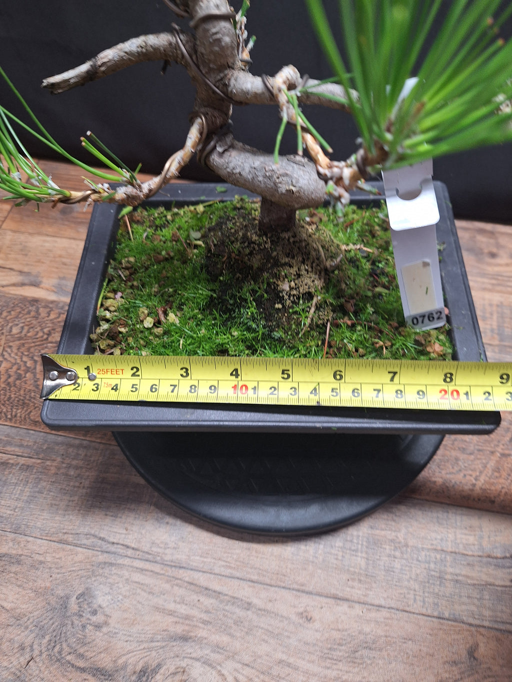 Japanese black pine bonsai tree -Pinus Thumbergii #762