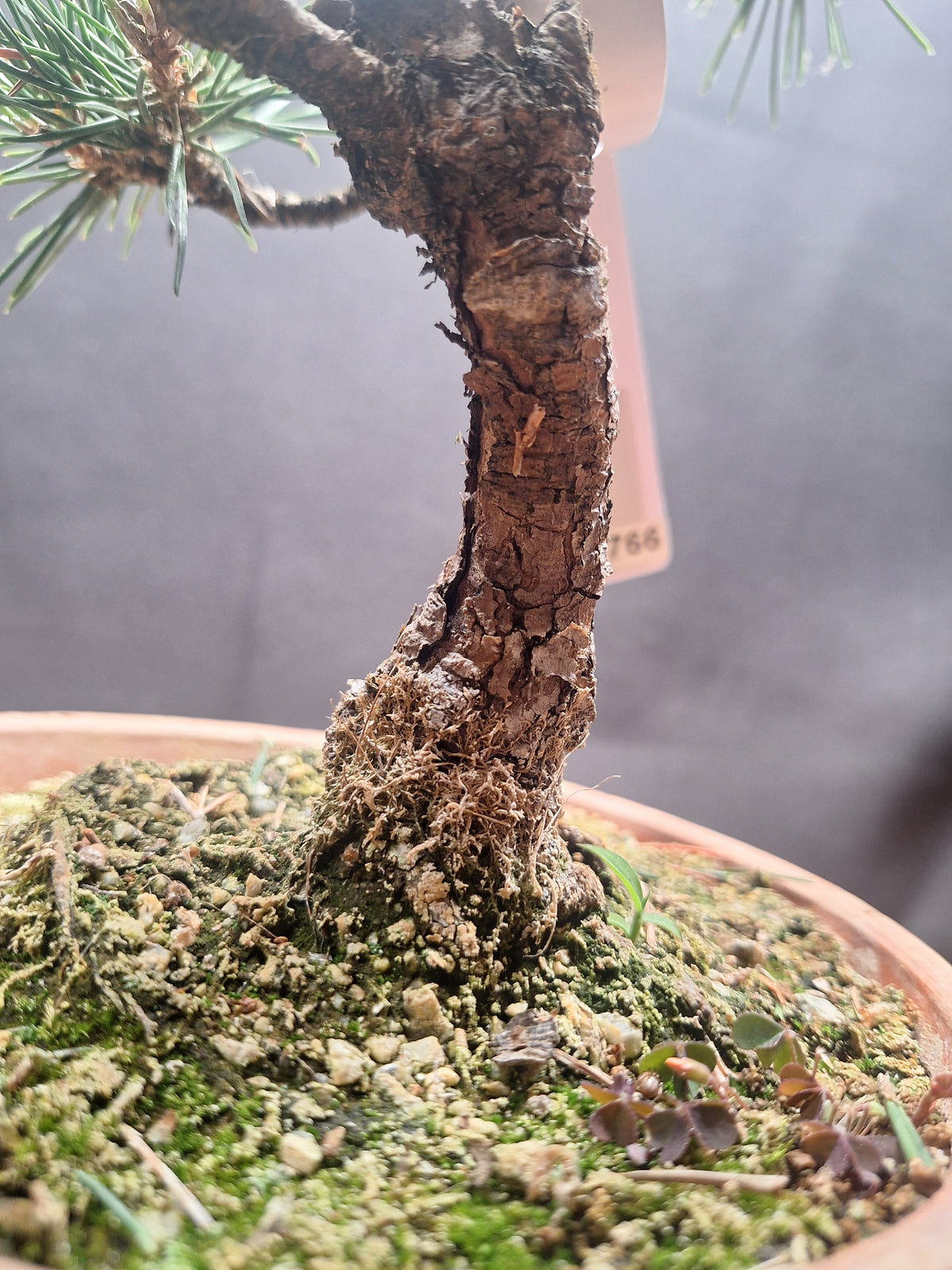 Japanese black pine Bonsai-Kobotuki #766