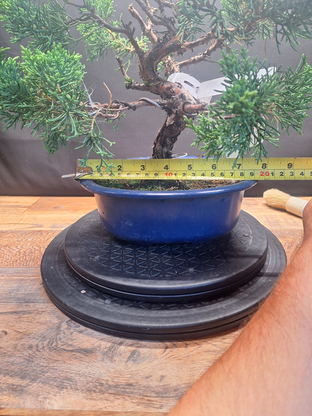 Japanese import Juniper Bonsai tree #694