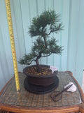 Japanese black pine bonsai tree kobotukii 20"