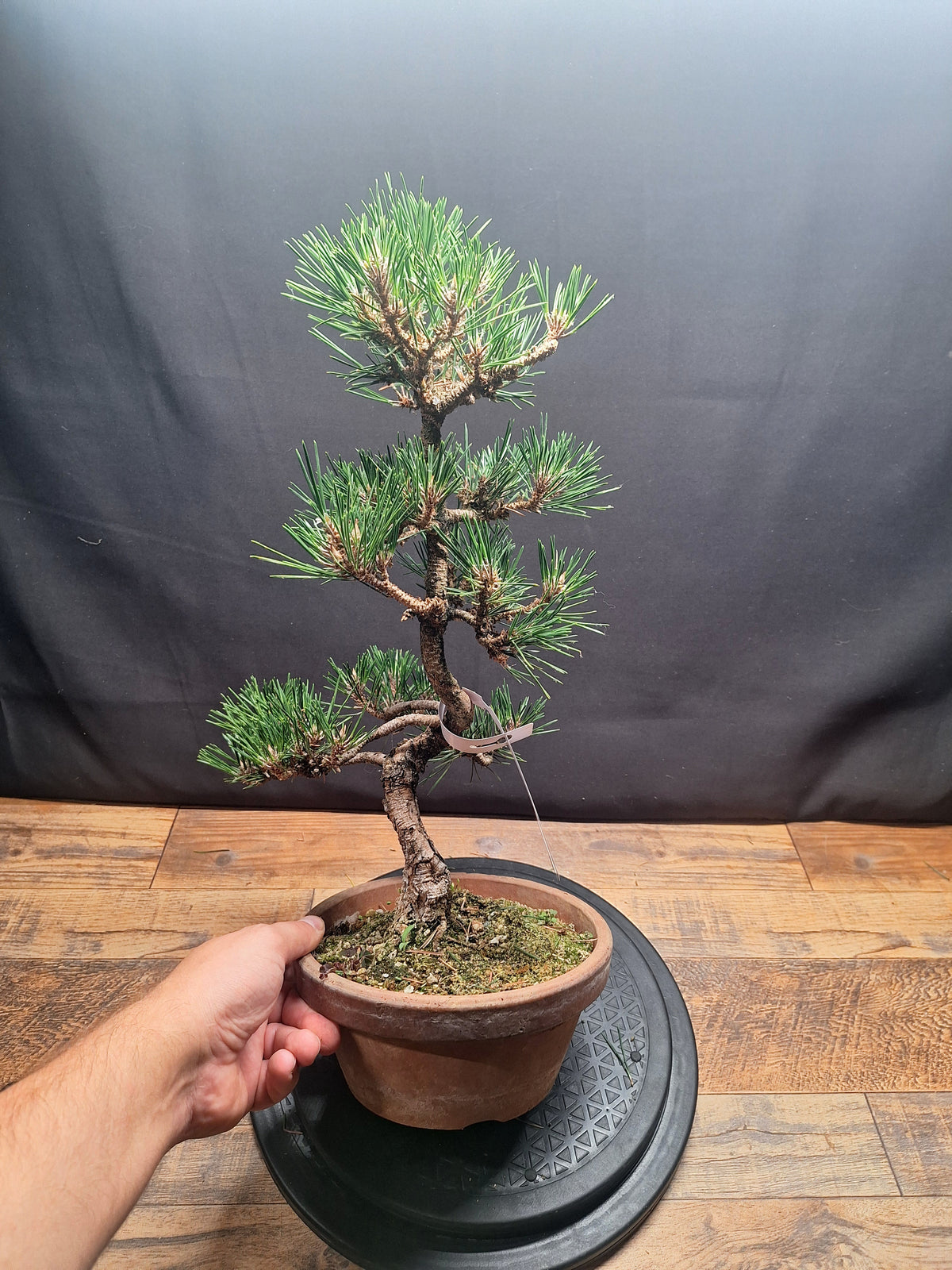 Japanese black pine Bonsai-Kobotuki #766