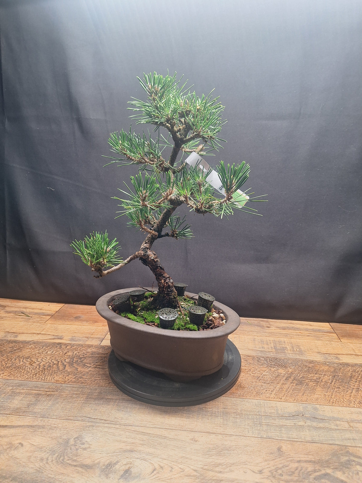 Japanese black pine Bonsai -Pinus Thumbergii Kobotuki #810