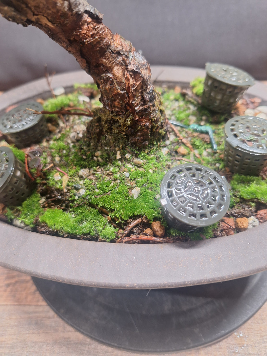 Japanese black pine Bonsai -Pinus Thumbergii Kobotuki #810