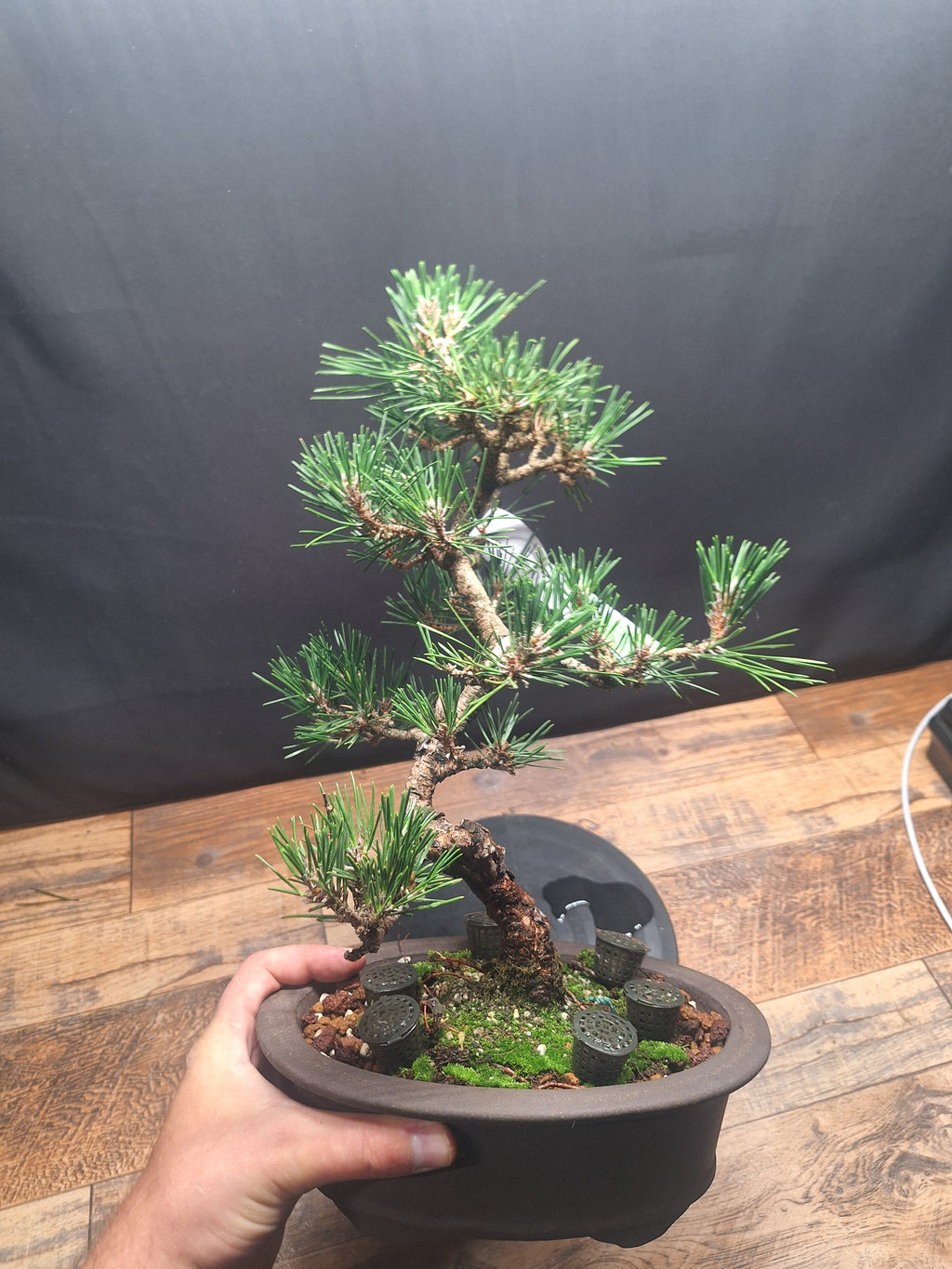 Japanese black pine Bonsai -Pinus Thumbergii Kobotuki #810