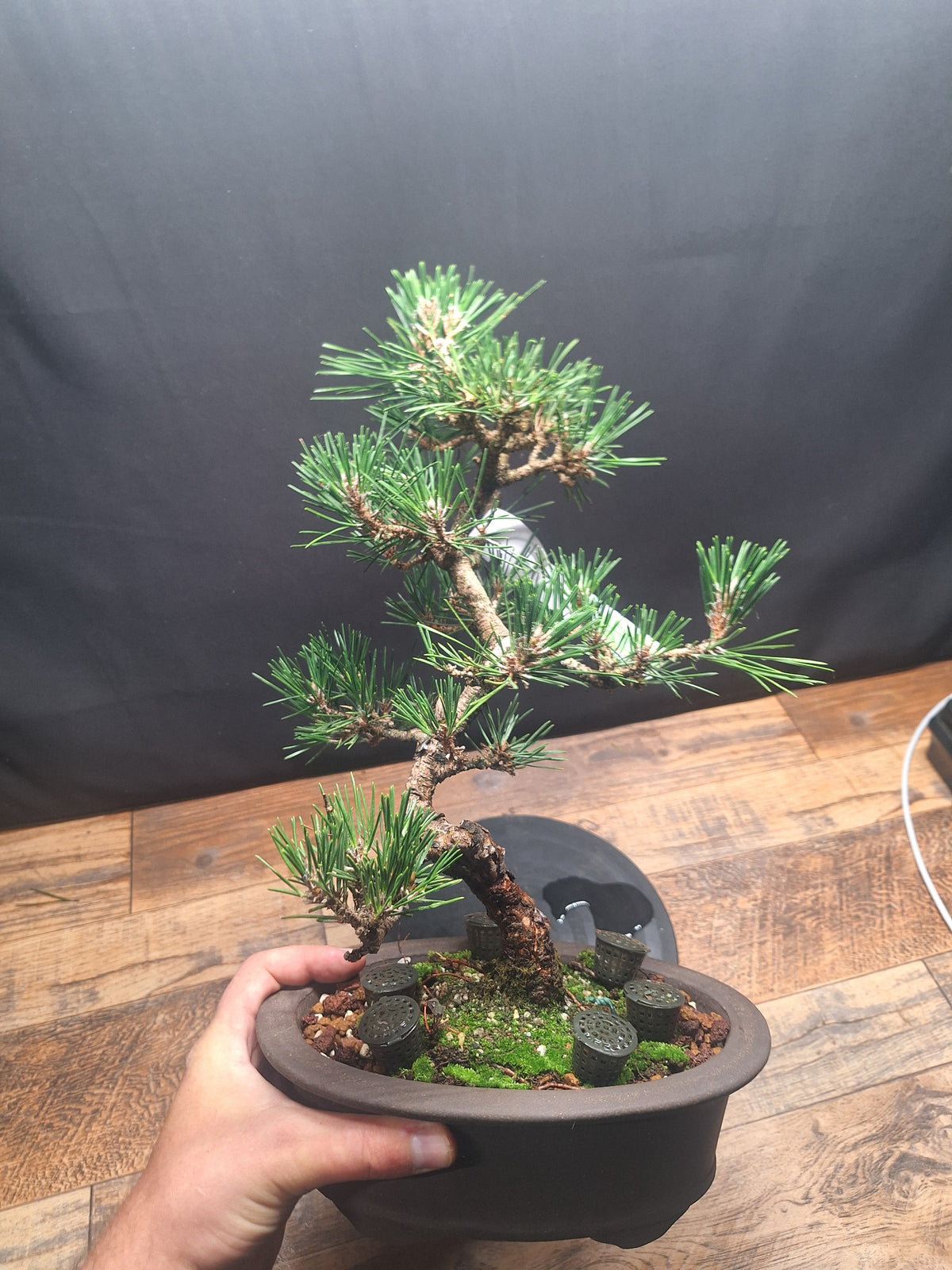 Japanese black pine Bonsai -Pinus Thumbergii Kobotuki #810
