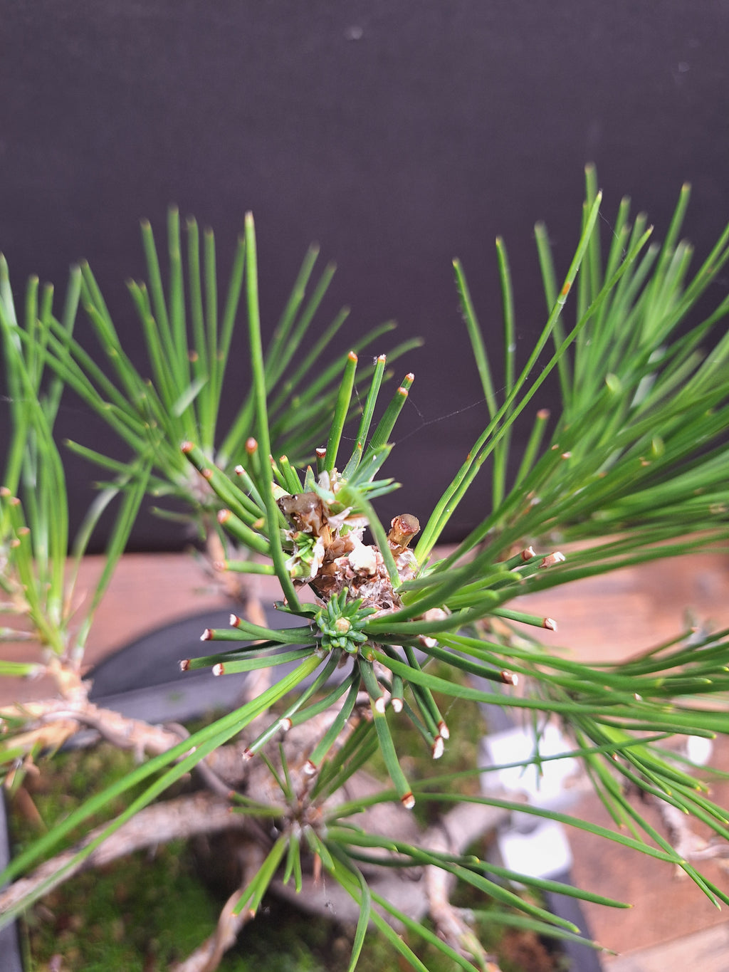 Japanese black pine bonsai tree -Pinus Thumbergii #762