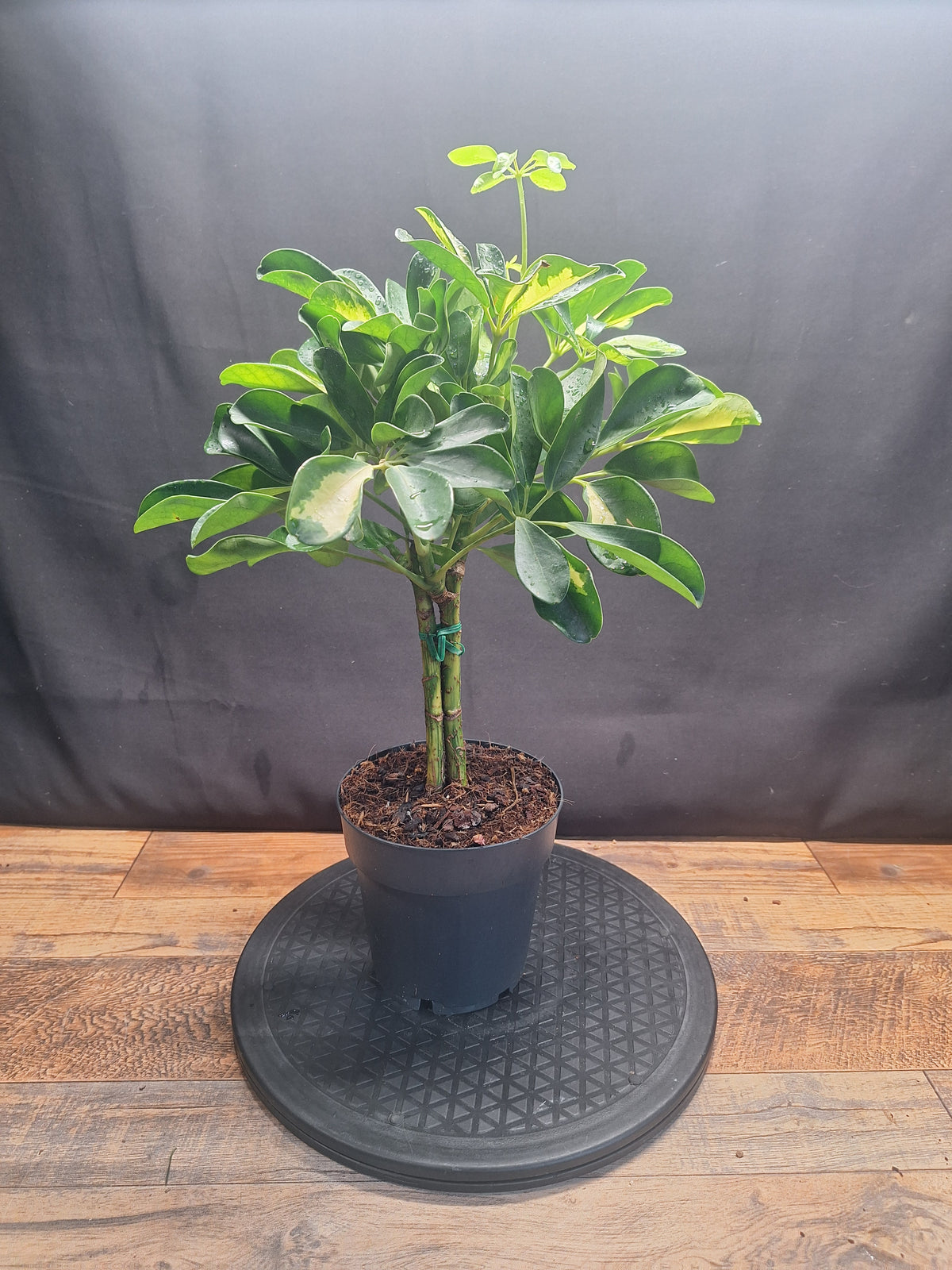 Umbrella Plant Pair – Schefflera | Variegated & Green Houseplants